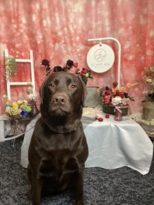 仙台ペット宿R with dogご宿泊頂きましたわんちゃんのご紹介