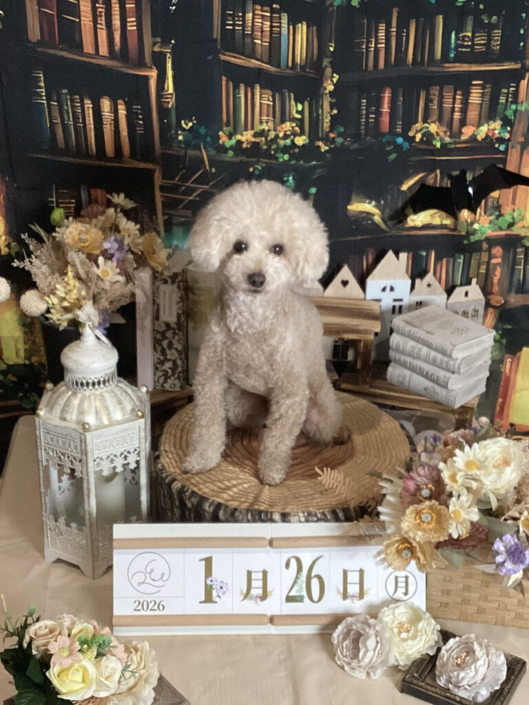 仙台ペット宿R with dogご宿泊頂きましたわんちゃんのご紹介