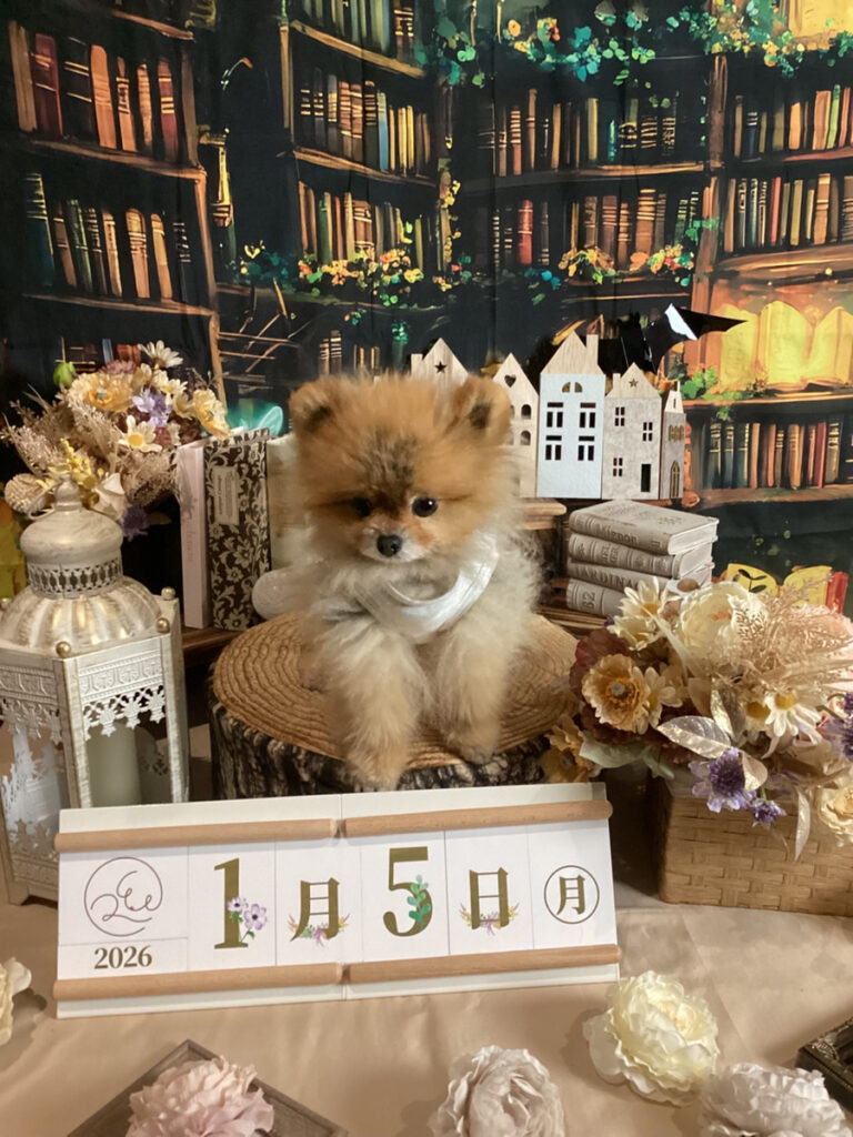 仙台ペット宿R with dogご宿泊頂きましたわんちゃんのご紹介