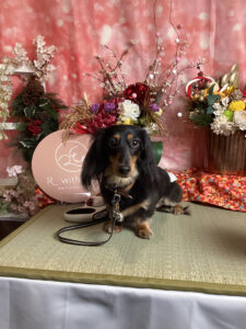 仙台ペット宿R with dogご宿泊頂きましたわんちゃんのご紹介