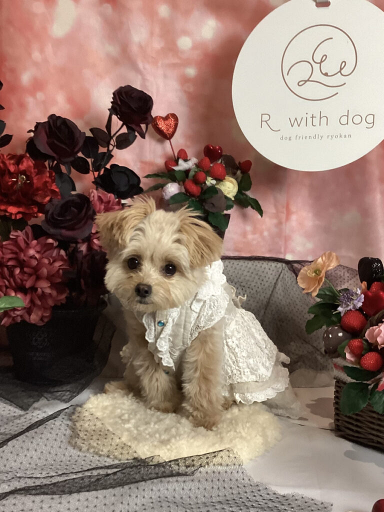 仙台ペット宿R with dogご宿泊頂きましたわんちゃんのご紹介