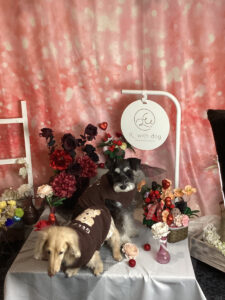 仙台ペット宿R with dogご宿泊頂きましたわんちゃんのご紹介