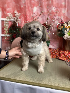 仙台ペット宿R with dogご宿泊頂きましたわんちゃんのご紹介