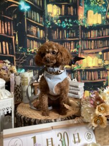 仙台ペット宿R with dogご宿泊頂きましたわんちゃんのご紹介