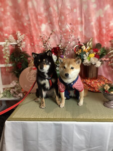 仙台ペット宿R with dogご宿泊頂きましたわんちゃんのご紹介