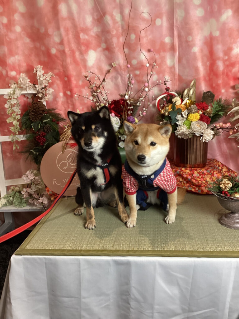 仙台ペット宿R with dogご宿泊頂きましたわんちゃんのご紹介