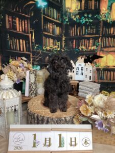 仙台ペット宿R with dogご宿泊頂きましたわんちゃんのご紹介