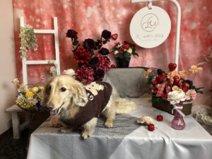 仙台ペット宿R with dogご宿泊頂きましたわんちゃんのご紹介