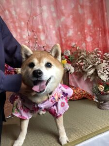 仙台ペット宿R with dogご宿泊頂きましたわんちゃんのご紹介