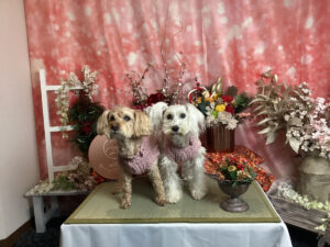 仙台ペット宿R with dogご宿泊頂きましたわんちゃんのご紹介