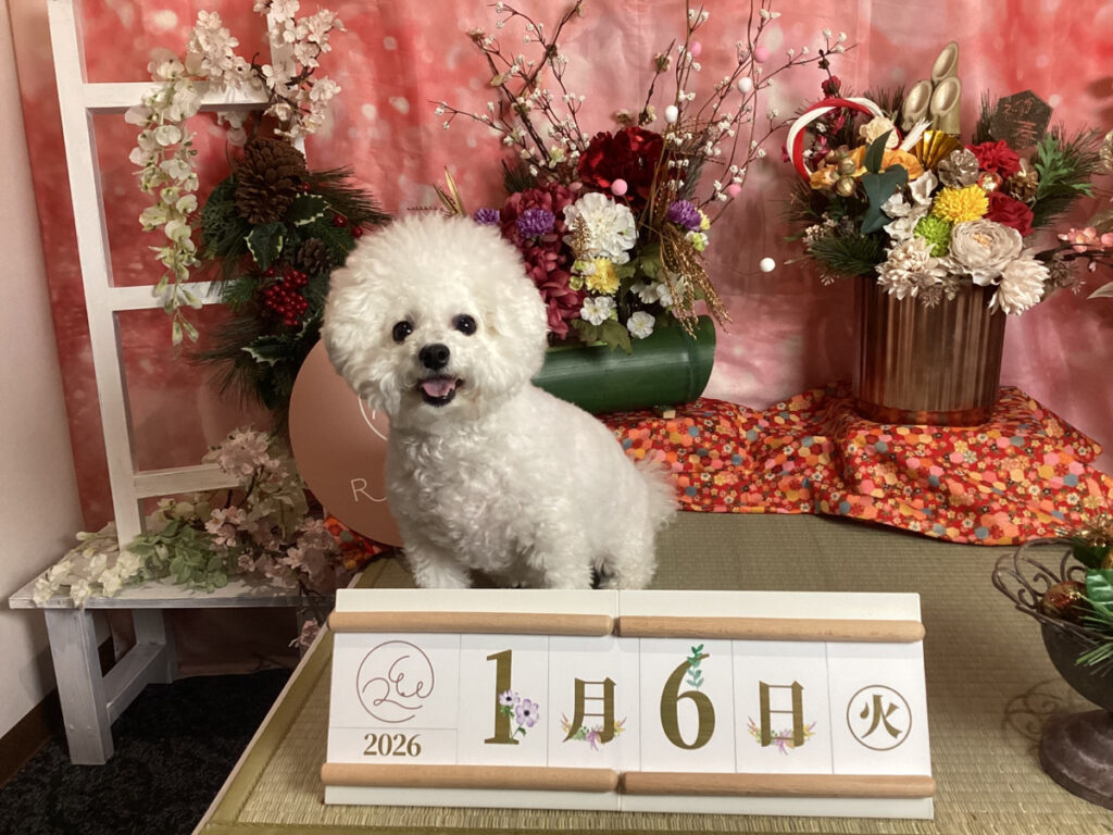 仙台ペット宿R with dogご宿泊頂きましたわんちゃんのご紹介