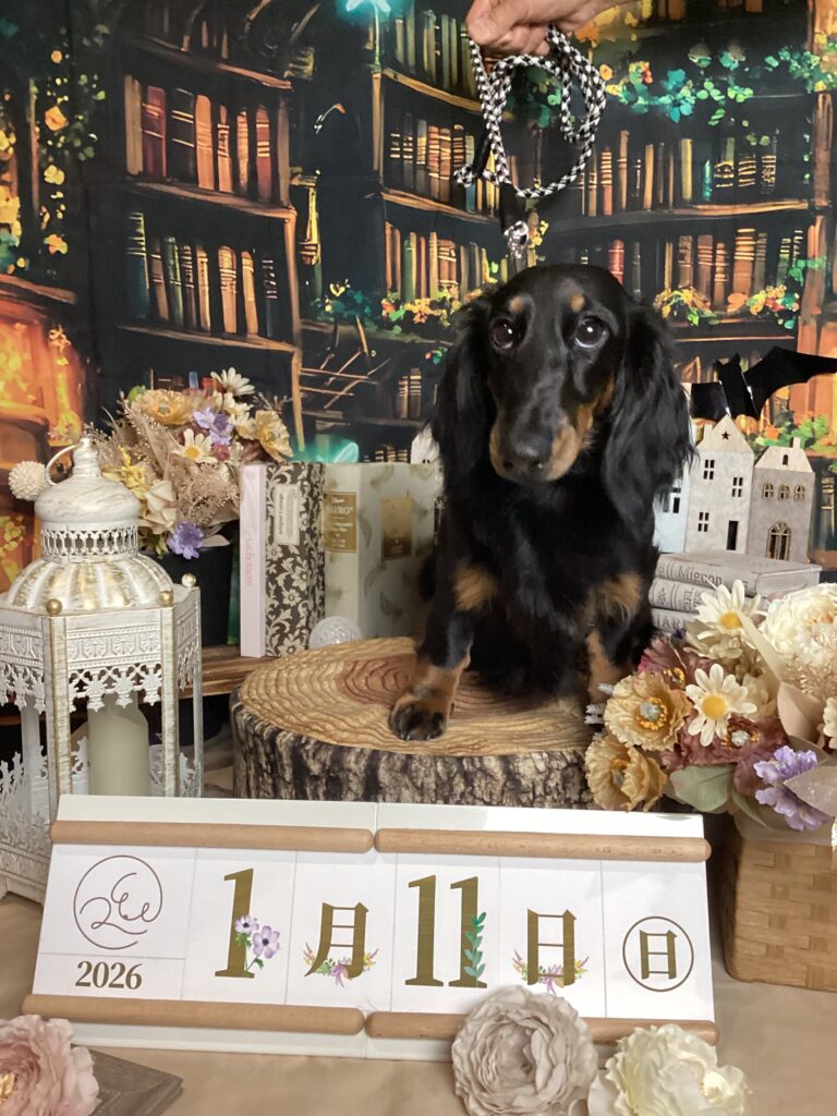 仙台ペット宿R with dogご宿泊頂きましたわんちゃんのご紹介