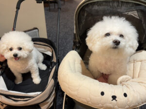 仙台ペット宿R with dogご宿泊頂きましたわんちゃんのご紹介