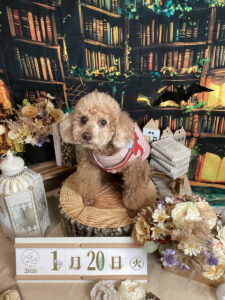 仙台ペット宿R with dogご宿泊頂きましたわんちゃんのご紹介