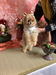 仙台ペット宿R with dogご宿泊頂きましたわんちゃんのご紹介