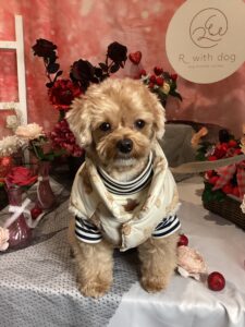 仙台ペット宿R with dogご宿泊頂きましたわんちゃんのご紹介