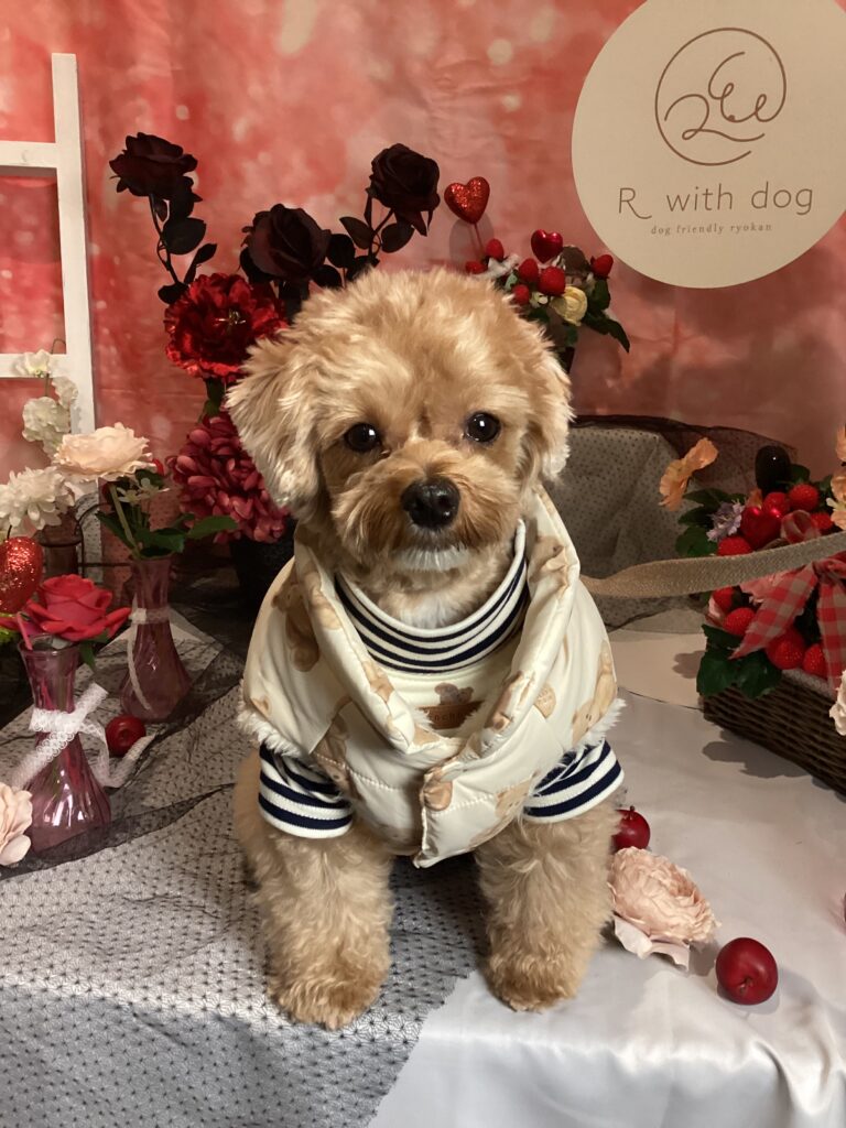 仙台ペット宿R with dogご宿泊頂きましたわんちゃんのご紹介