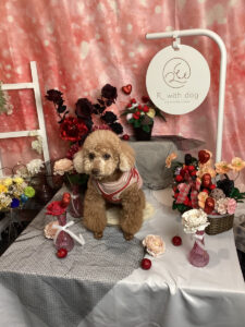 仙台ペット宿R with dogご宿泊頂きましたわんちゃんのご紹介