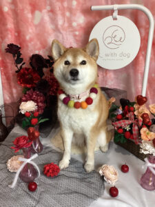 仙台ペット宿R with dogご宿泊頂きましたわんちゃんのご紹介