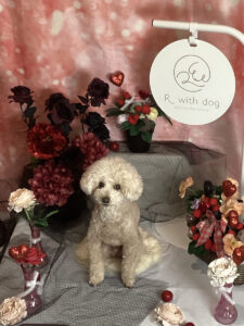 仙台ペット宿R with dogご宿泊頂きましたわんちゃんのご紹介