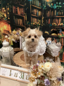 仙台ペット宿R with dogご宿泊頂きましたわんちゃんのご紹介