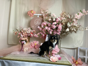 仙台ペット宿R with dogご宿泊頂きましたわんちゃんのご紹介