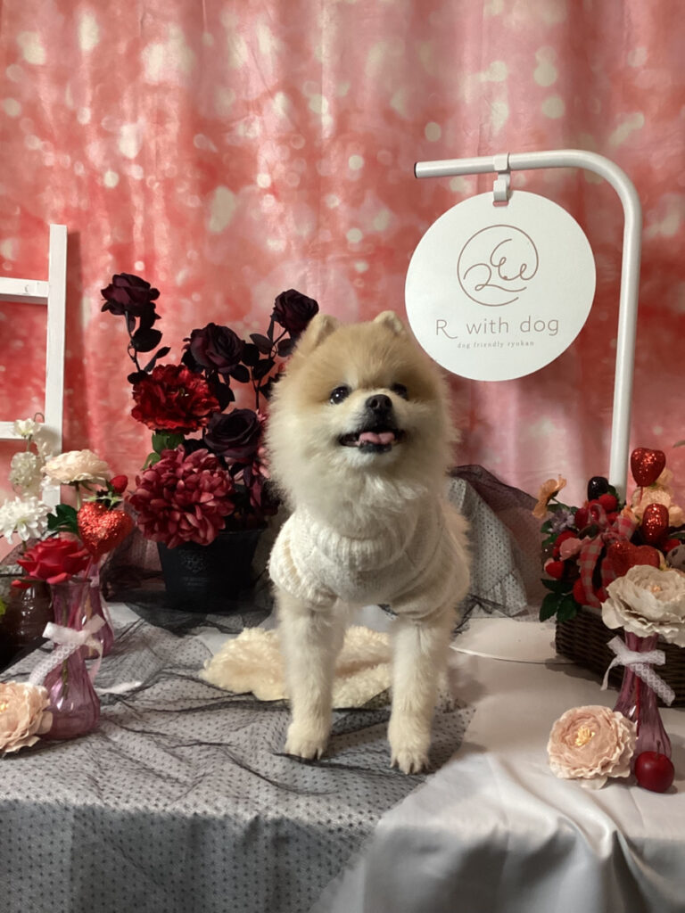 仙台ペット宿R with dogご宿泊頂きましたわんちゃんのご紹介