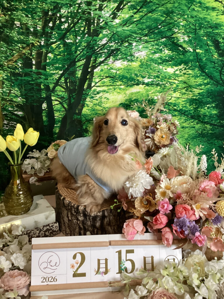 仙台ペット宿R with dogご宿泊頂きましたわんちゃんのご紹介