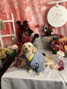 仙台ペット宿R with dogご宿泊頂きましたわんちゃんのご紹介