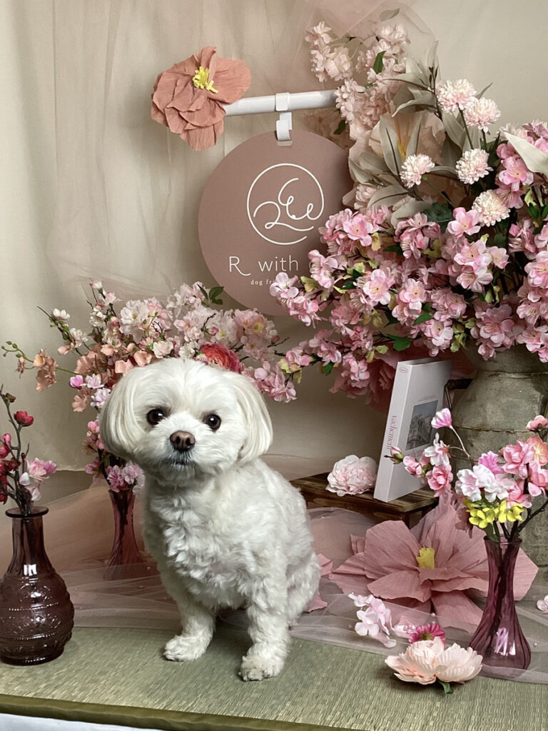 仙台ペット宿R with dogご宿泊頂きましたわんちゃんのご紹介