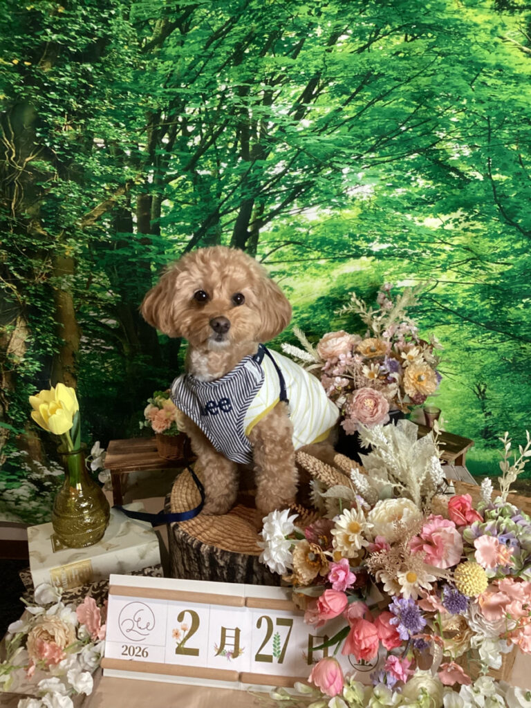 仙台ペット宿R with dogご宿泊頂きましたわんちゃんのご紹介