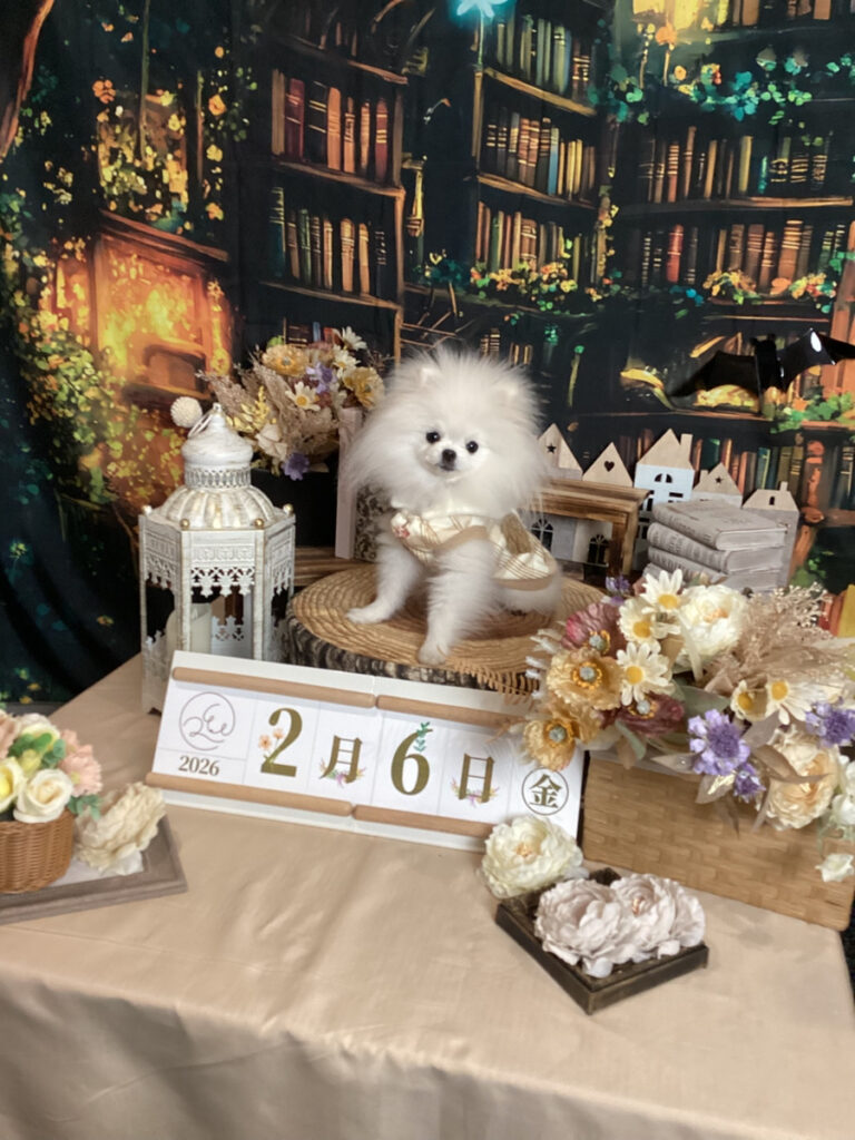 仙台ペット宿R with dogご宿泊頂きましたわんちゃんのご紹介