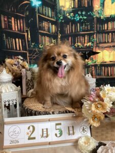 仙台ペット宿R with dogご宿泊頂きましたわんちゃんのご紹介