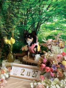 仙台ペット宿R with dogご宿泊頂きましたわんちゃんのご紹介