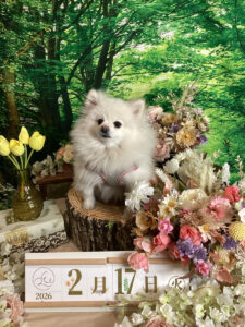 仙台ペット宿R with dogご宿泊頂きましたわんちゃんのご紹介