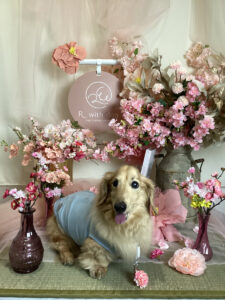 仙台ペット宿R with dogご宿泊頂きましたわんちゃんのご紹介