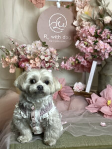 仙台ペット宿R with dogご宿泊頂きましたわんちゃんのご紹介