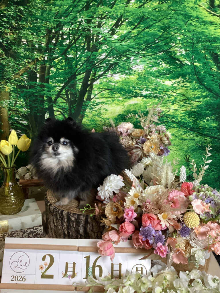 仙台ペット宿R with dogご宿泊頂きましたわんちゃんのご紹介