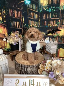 仙台ペット宿R with dogご宿泊頂きましたわんちゃんのご紹介