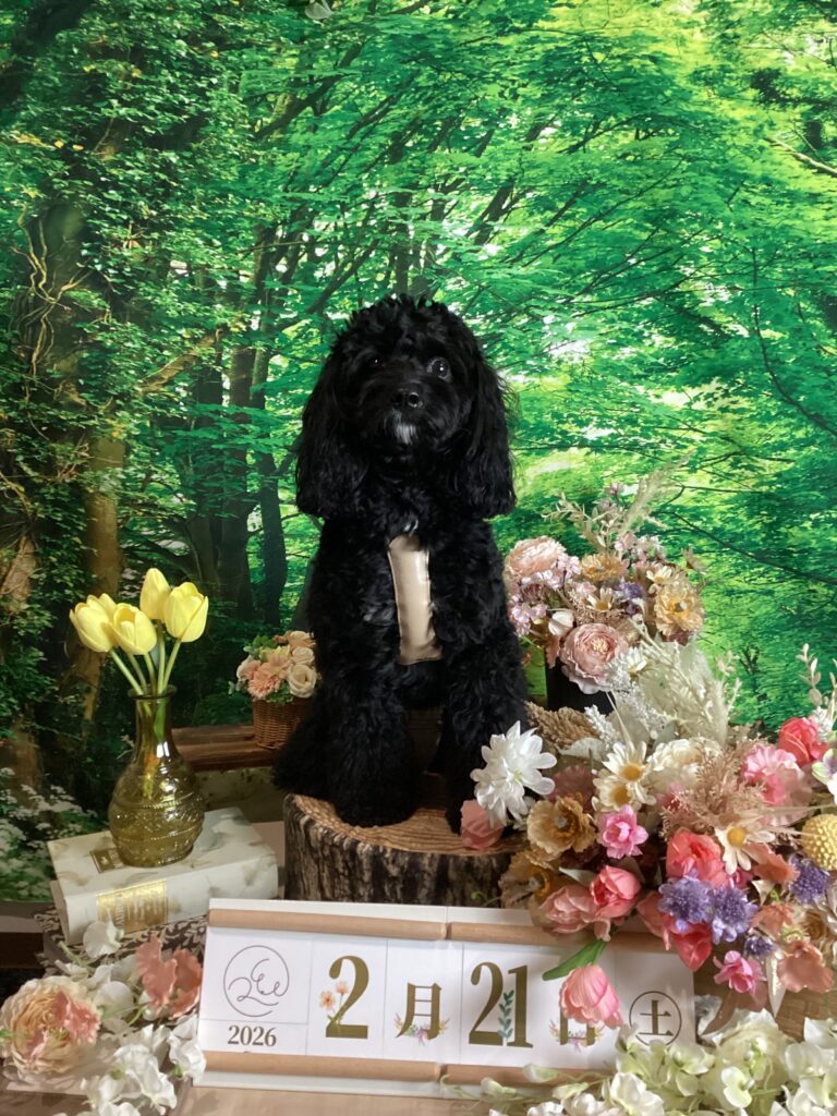 仙台ペット宿R with dogご宿泊頂きましたわんちゃんのご紹介