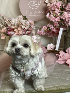 仙台ペット宿R with dogご宿泊頂きましたわんちゃんのご紹介