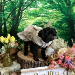 仙台ペット宿R with dogご宿泊頂きましたわんちゃんのご紹介