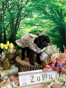 仙台ペット宿R with dogご宿泊頂きましたわんちゃんのご紹介