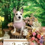 仙台ペット宿R with dogご宿泊頂きましたわんちゃんのご紹介