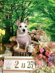 仙台ペット宿R with dogご宿泊頂きましたわんちゃんのご紹介