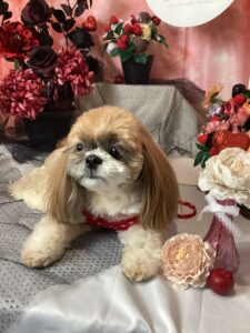 仙台ペット宿R with dogご宿泊頂きましたのわんちゃんご紹介