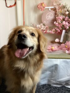 仙台ペット宿R with dogご宿泊頂きましたわんちゃんのご紹介