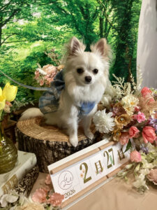 仙台ペット宿R with dogご宿泊頂きましたわんちゃんのご紹介