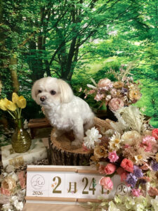 仙台ペット宿R with dogご宿泊頂きましたわんちゃんのご紹介