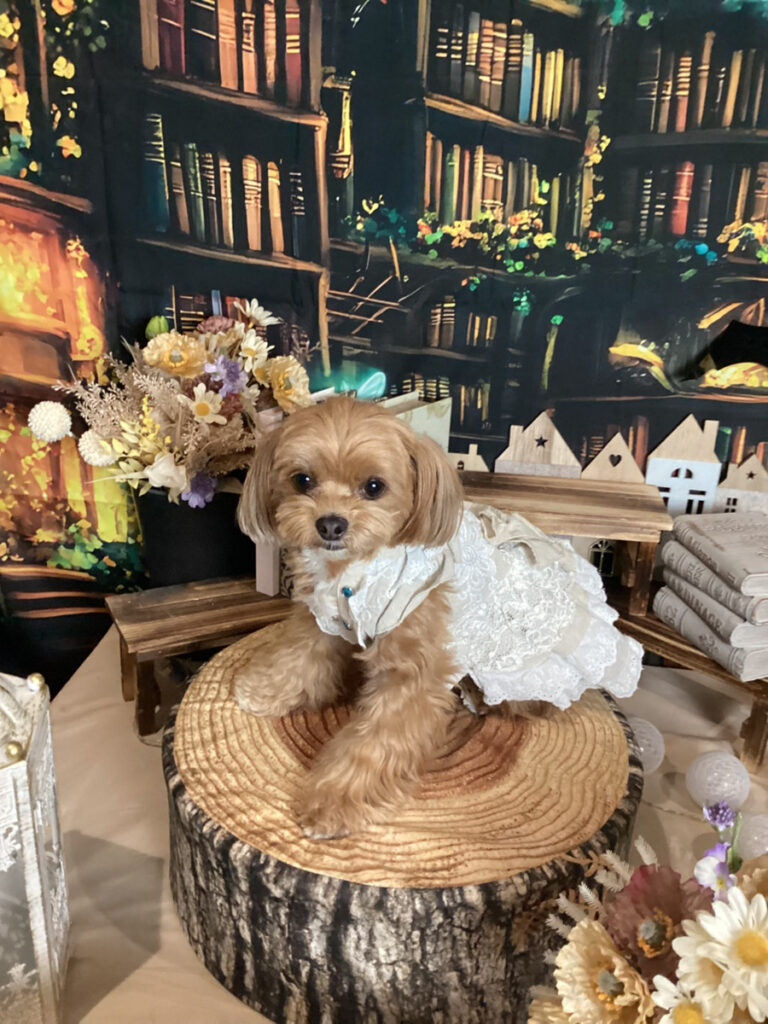 仙台ペット宿R with dogご宿泊頂きましたわんちゃんのご紹介